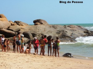 Mais um animal marinho é encontrado morto em praias do Piauí