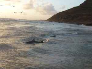 Tubarões em praia de Caieiras