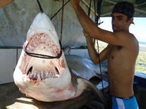 Peixe foi capturado no litoral paulista