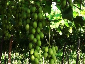 Uvas produzidas nos tabuleiros litoraneos