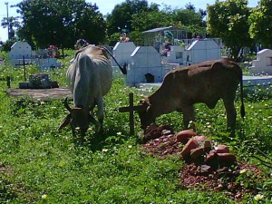 Enquanto os mortos descansam as vacas pastam em cemitério de Cristino Castro