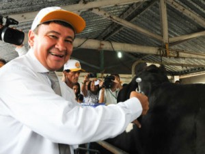 Wellington Dias vacina bovino contra aftosa