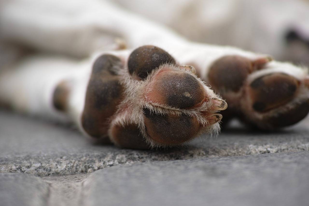 a-dificil-decisao-pela-eutanasia-de-um-pet-pixabay-1_83a20fb1271a098a9af527ce065e9c12003f438e.jpg