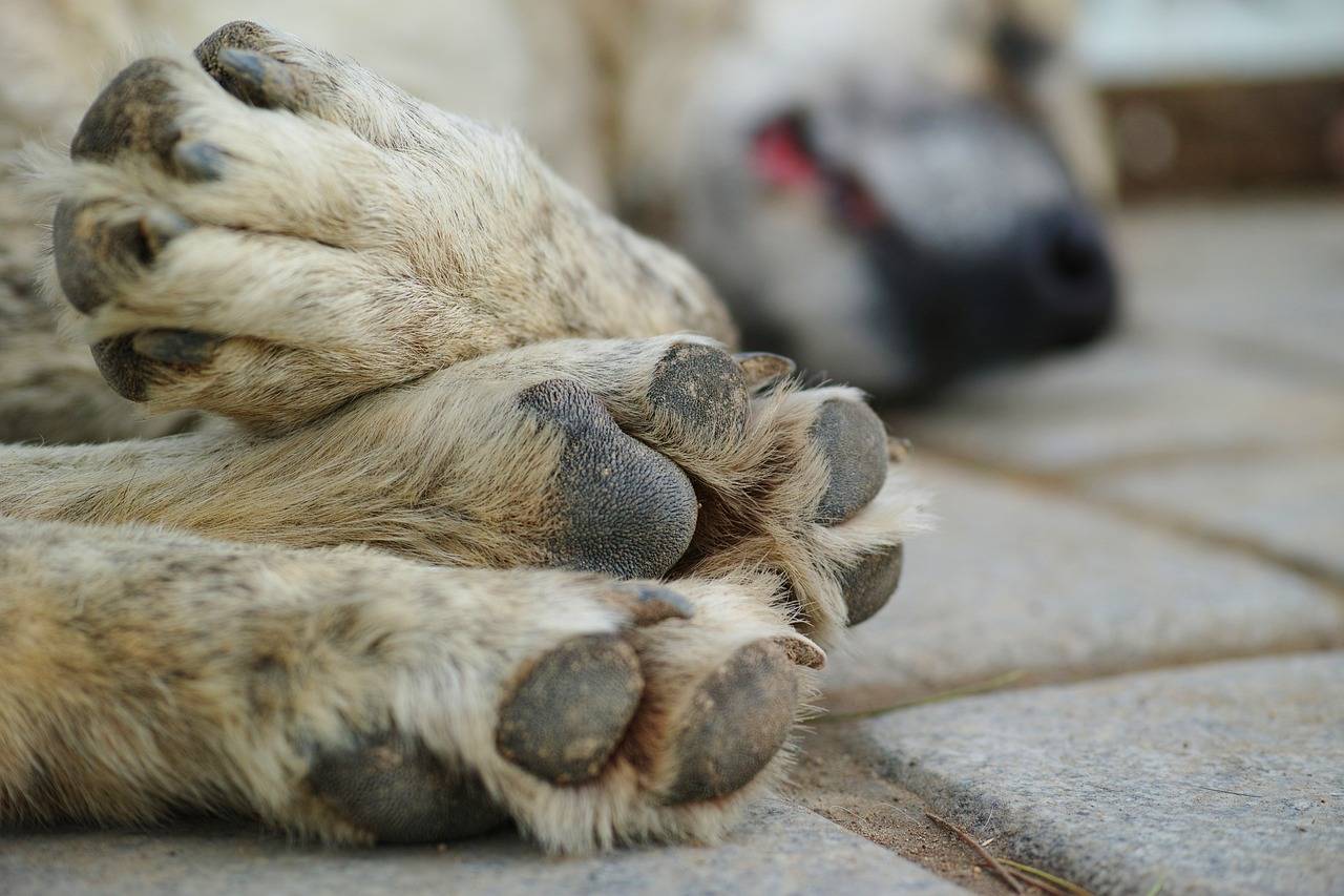 a-dificil-decisao-pela-eutanasia-de-um-pet-pixabay-2_4089a2da04566502794108e52c2dc56d69f5e6b4.jpg