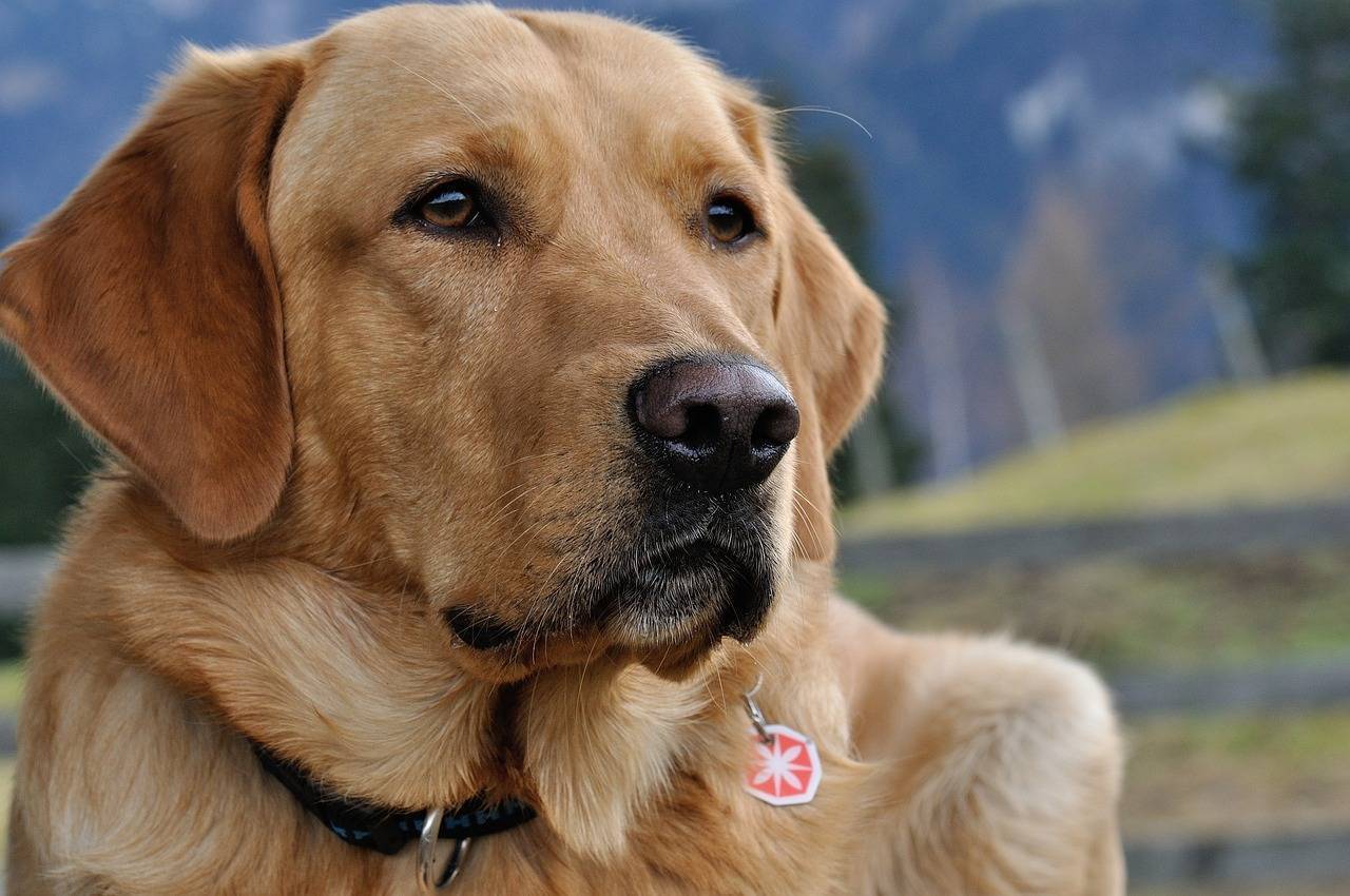 a-inteligencia-energia-e-temperamento-amigavel-do-labrador-pixabay-1_b7d884140150ab65aa5929eb8806fcb28c143797.jpg