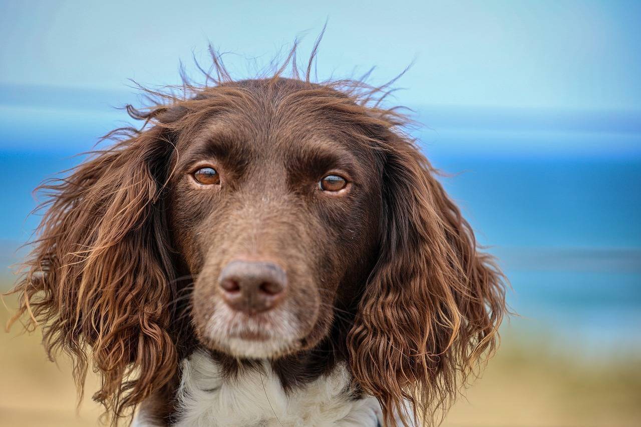 acoes-ao-ver-um-cachorro-abandonado-pixabay-2_e1ddec502aa7dc1840d3bb6cb6acbcd43a9e417d.jpg