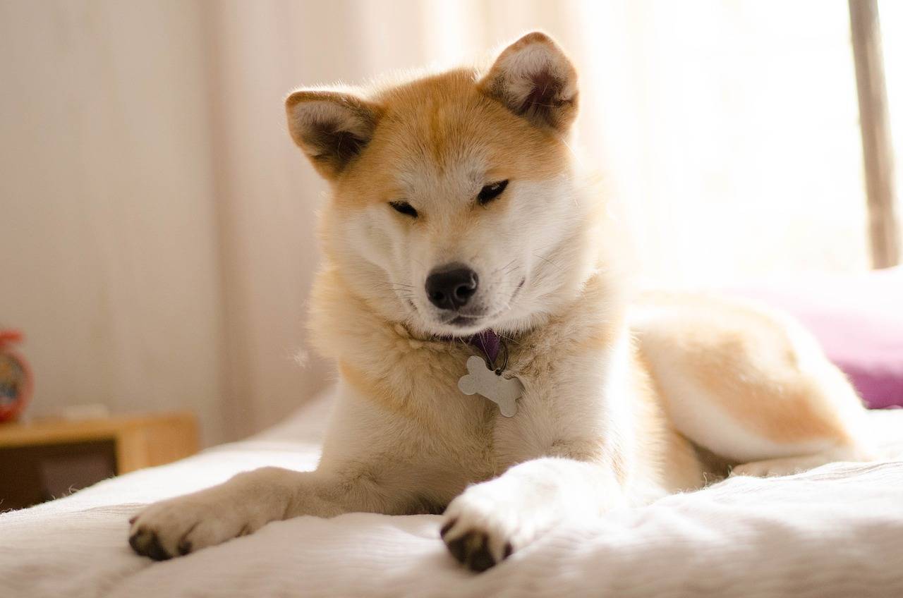 akita-inu-com-crianca-evite-ter-esses-caes-em-casa-pixabay-3_22cd06b5fc80e17c1c2e3add9148bc6205a85cd9.jpg