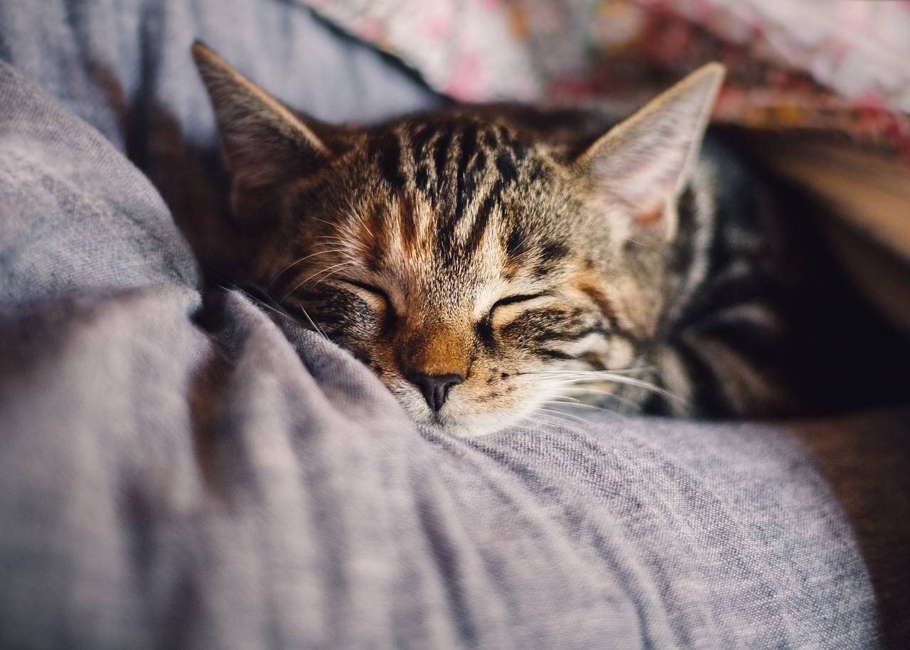 atendimento-do-medico-veterinario-pode-acontecer-na-conveniencia-do-lar-pixabay-1_37782cb784ce57d57094050caf1cdb8122b51e54.jpg