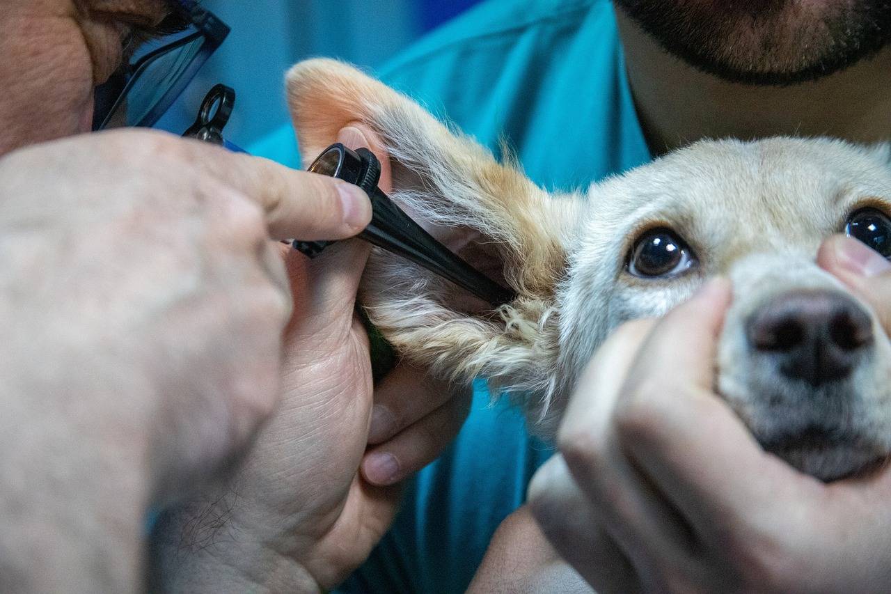 atendimento-do-medico-veterinario-pode-acontecer-na-conveniencia-do-lar-pixabay-3_e43deb888d396c7503edf824b659b15122b78f9f.jpg