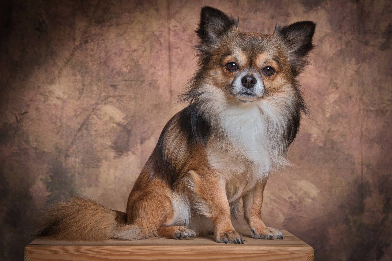chihuahua-com-crianca-evite-ter-esses-caes-em-casa-pixabay-5_886e279773f983c5957a720d95b2750bef13751a.jpg