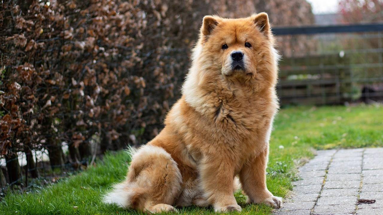 chow-chow-com-crianca-evite-ter-esses-caes-em-casa-pixabay-1_183fcc1a3ee1819c8597e3f25af3e5a19bb7cde1.jpg