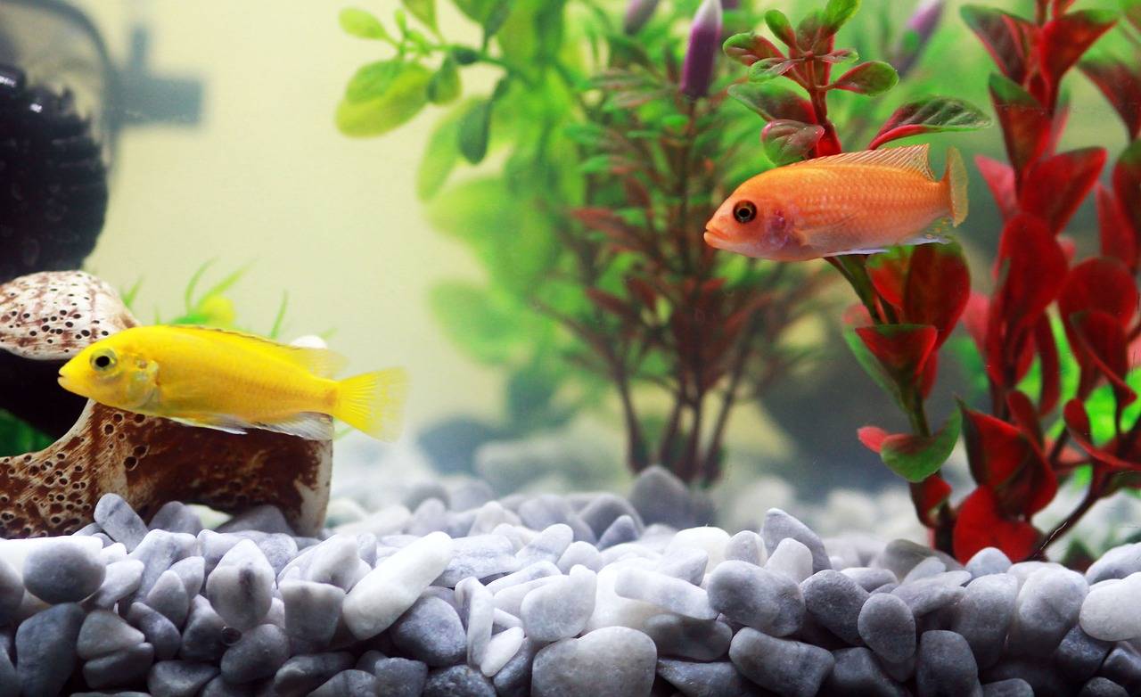 como-montar-e-manter-um-aquario-em-casa-pixabay-1_668e0db17bcf7c59d78725148c886defea6b0615.jpg