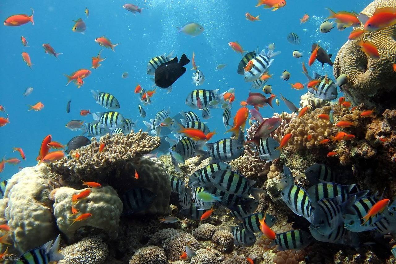 como-montar-e-manter-um-aquario-em-casa-pixabay-2_c647f8fb239145840affa9d589de19d3f5ed8bdb.jpg
