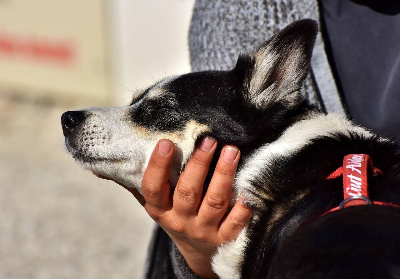 conheca-acessorios-que-facilitam-o-transporte-com-seguranca-dos-pets-pixabay-1_10ea79620855621058943bfc95b45f0baaf32b27.jpg