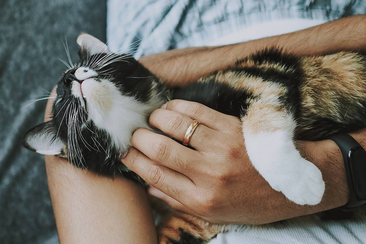 cuidados-com-os-pets-em-tempos-de-dengue-pixabay-1_27a1f9852d29a02b8fce73c4be3d4306ac9a30be.jpg