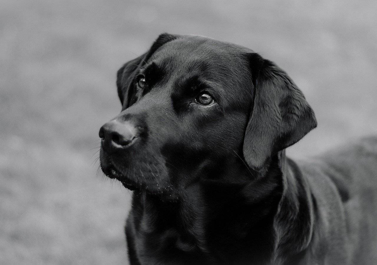 cuidados-com-os-pets-em-tempos-de-dengue-pixabay-2_3a0afee6fe512079767c2ff836e6aba5e0332e82.jpg