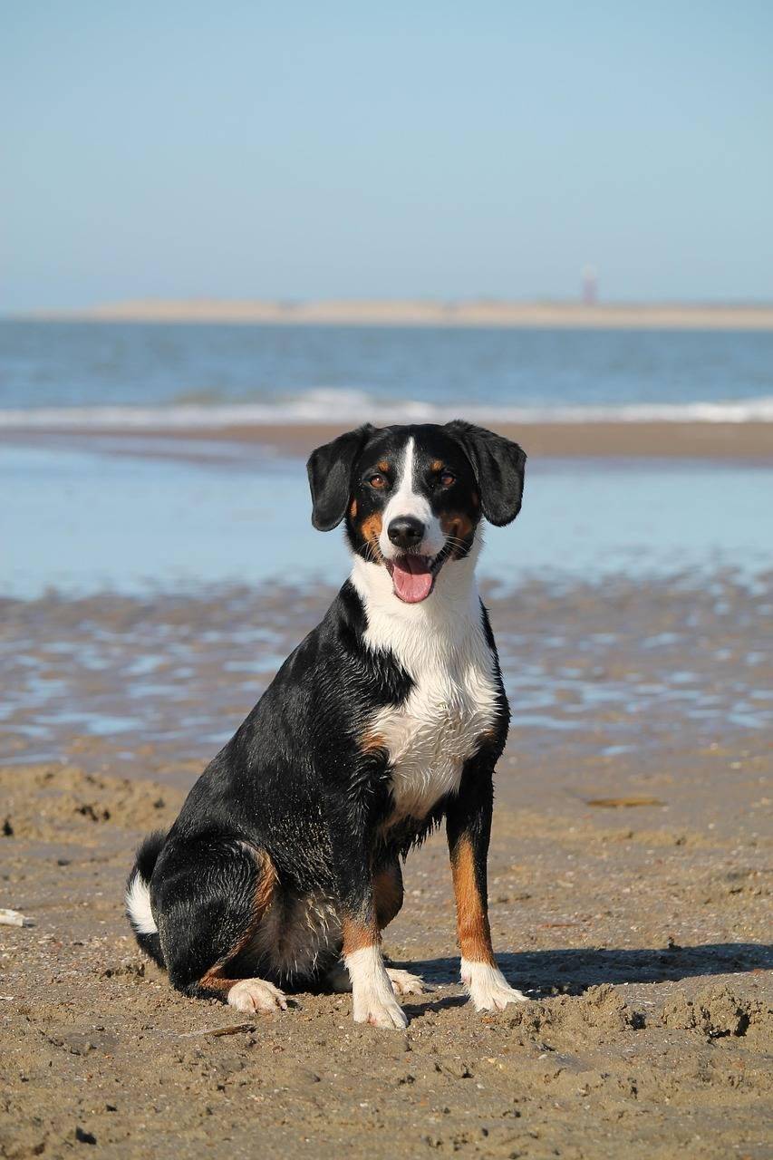 cuidados-com-pets-no-verao-prevencao-contra-viroses-pixabay-2_149ef18847dae760d6e62dae392c5a9db2252724.jpg