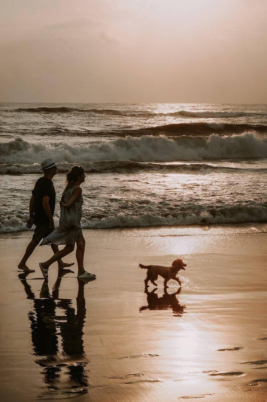 cuidados-com-pets-no-verao-prevencao-contra-viroses-pixabay-3_196796033a3cc7d7f7546e05be7786cd4118ff70.jpg