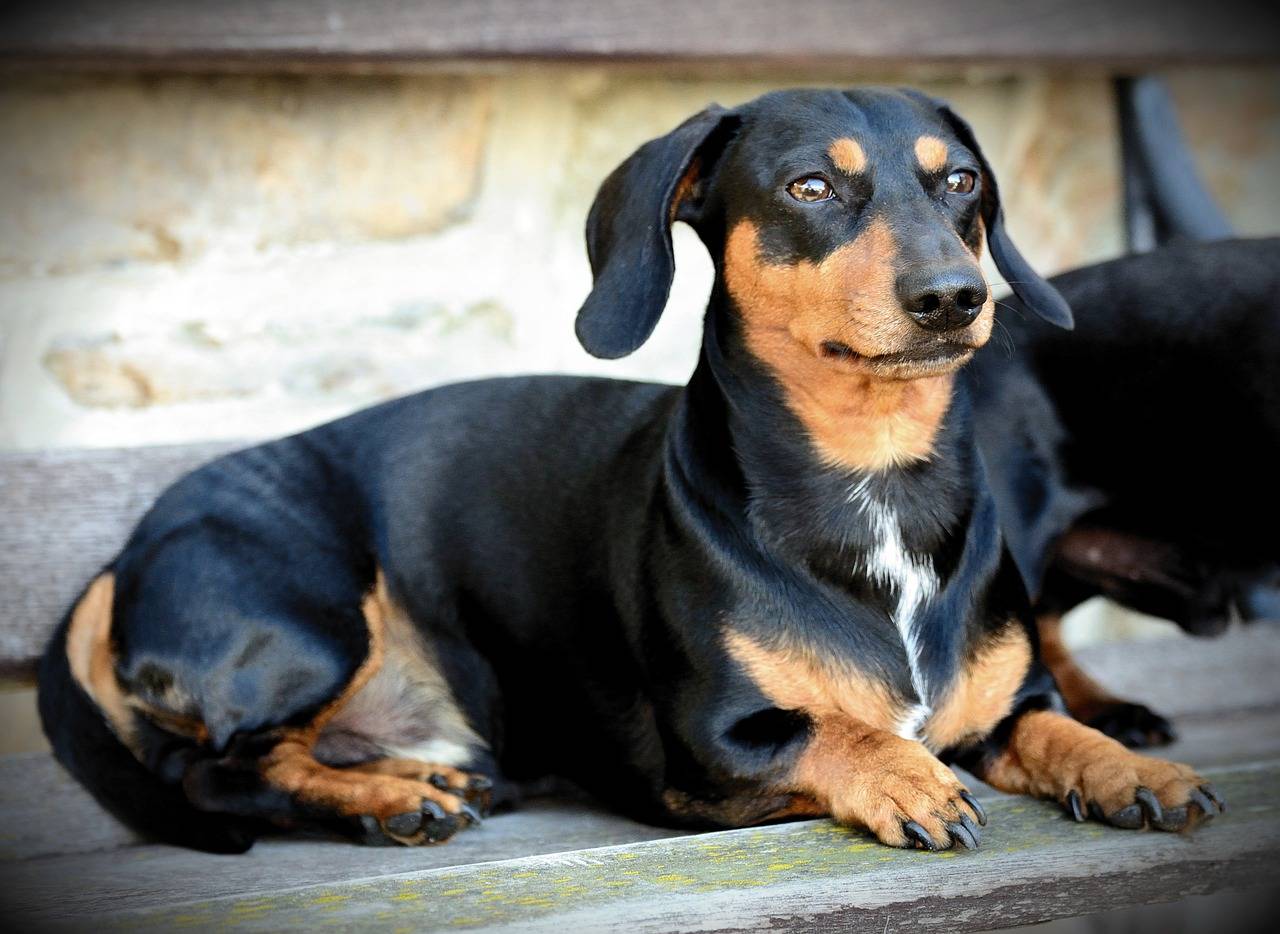 dachshund-com-crianca-evite-ter-esses-caes-em-casa-pixabay-2_36ac8895e8f95bbfc78804928289465afd5f56c5.jpg
