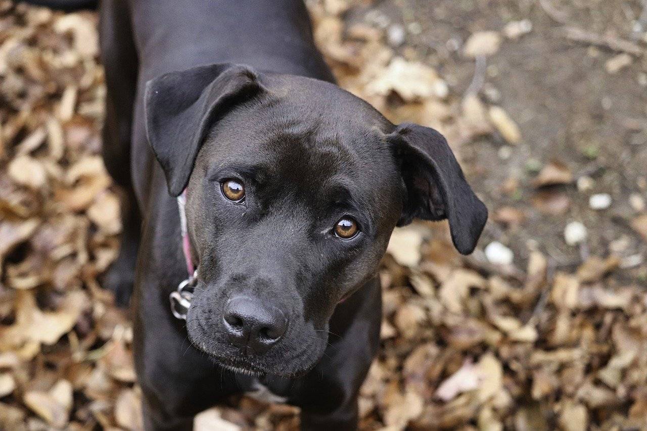 e-possivel-evitar-o-desconforto-das-pulgas-e-carrapatos-nos-pets-pixabay-2_8134729e34155acdbe23af347836eab743cabd06.jpg