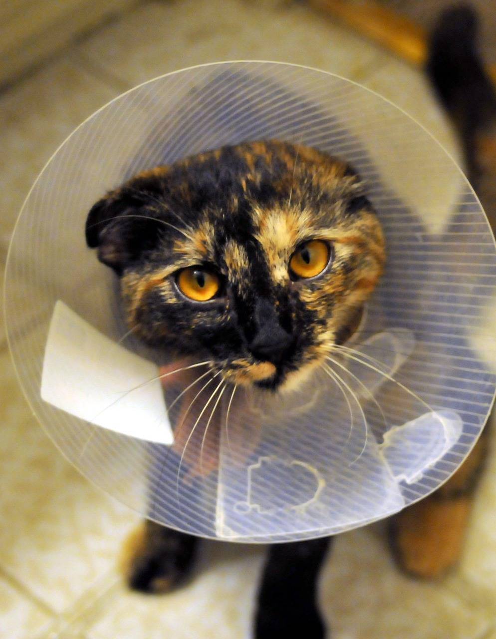 faca-do-seu-cao-ou-gato-um-doador-de-sangue-pixabay-2_d5b4faedb71d36a959786df489b612f920cbfb5a.jpg