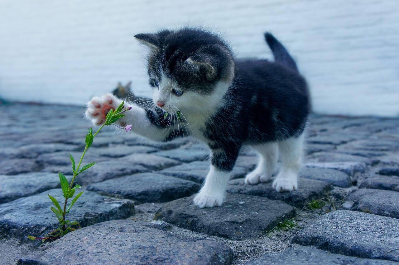 muito-atencao-ao-optar-por-ter-um-gato-de-estimacao-pixabay-1_70575c4ef705859052d0467fce7ae80a94c1beee.jpg