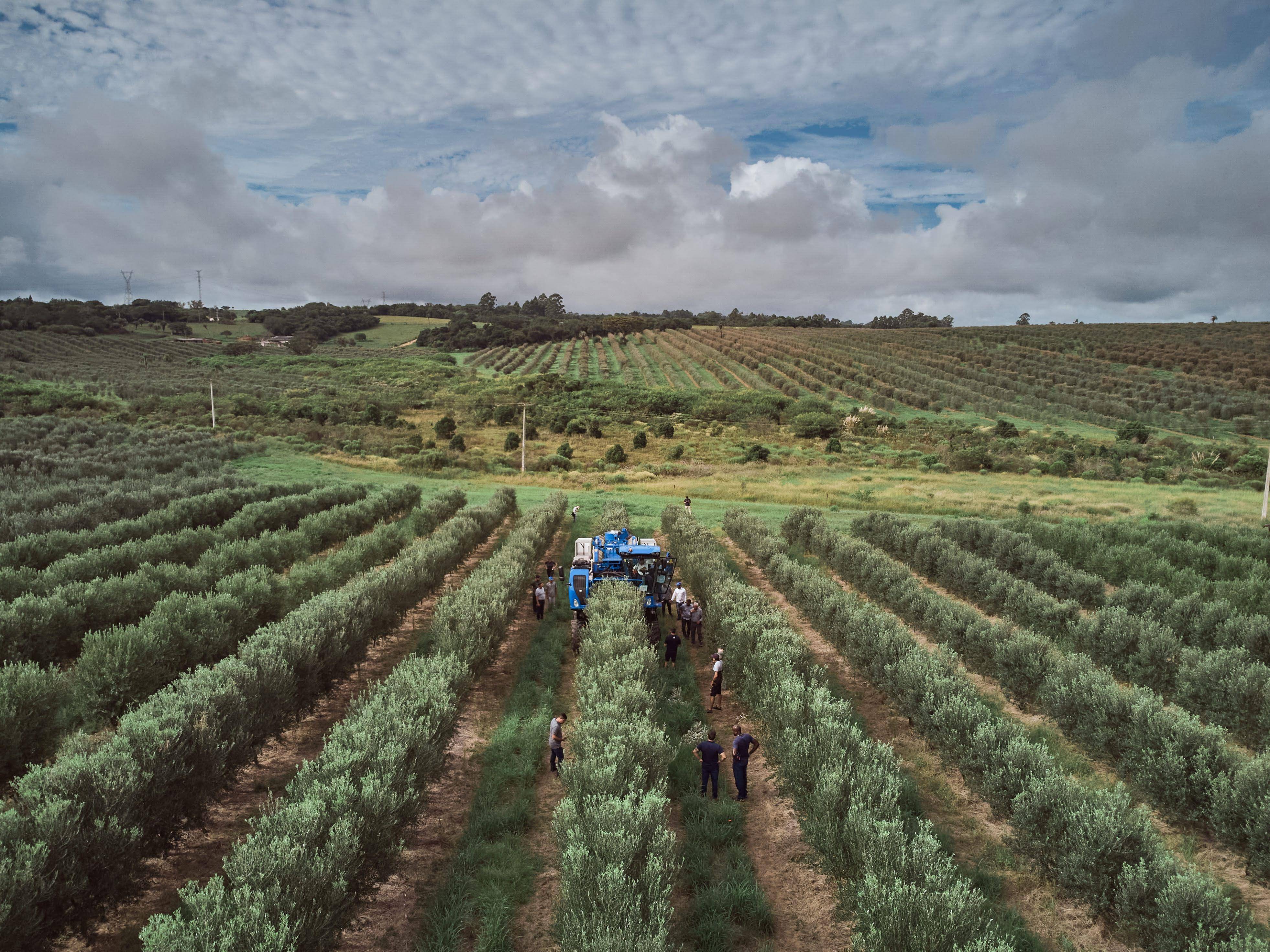 new-holland-vende-a-primeira-colheitadeira-de-azeitonas-do-brasil-664771_1440bba5af5b886d08772c3b5e52bf885159c65d.jpg