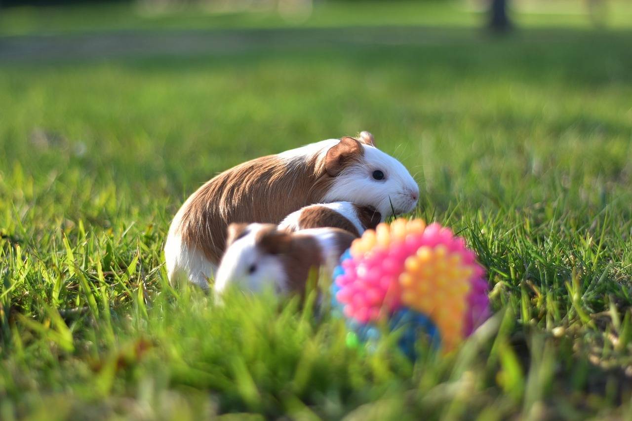 pets-diferentes-para-ter-em-casa-pixabay-2_f8601f837139eb0f711f795c2236db7c208c553f.jpg