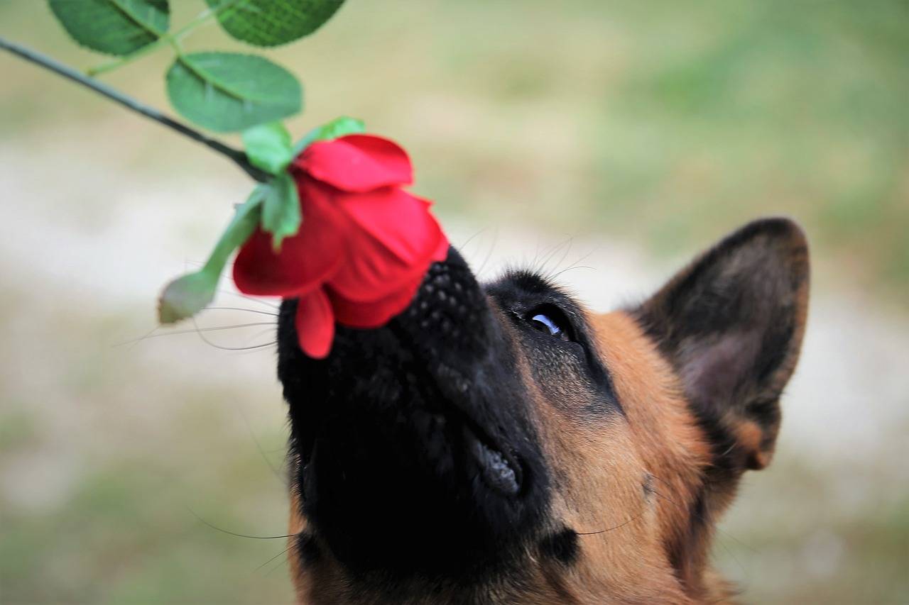 plantas-perigosas-para-os-pets-pixabay-1_52080de58f90fffb11669f0582482ab445dcbe27.jpg