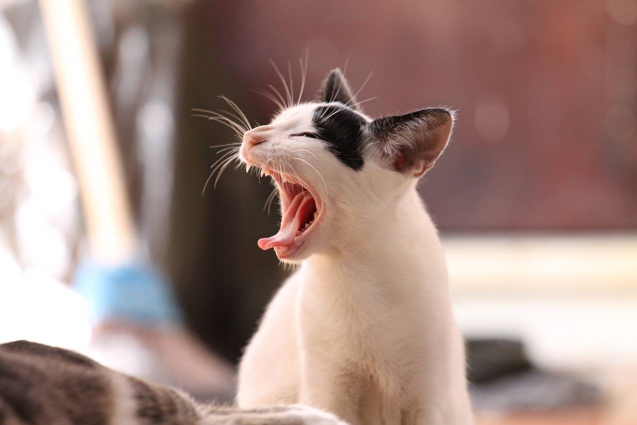 problemas-orais-podem-ameacar-a-saude-dos-pets-pixabay-2_c62b2382138495f0068ffdf4fd5f1776394247c8.jpg