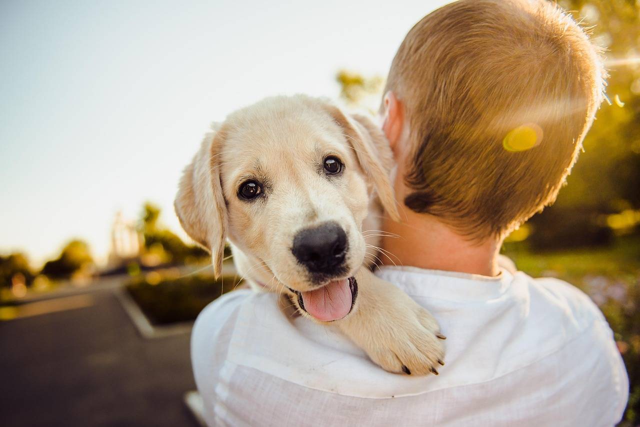 terapia-com-animais-auxilia-na-recuperacao-de-pacientes-pixabay-3_5bf37df838e11390d303f02b29f1ac973fdb5d39.jpg