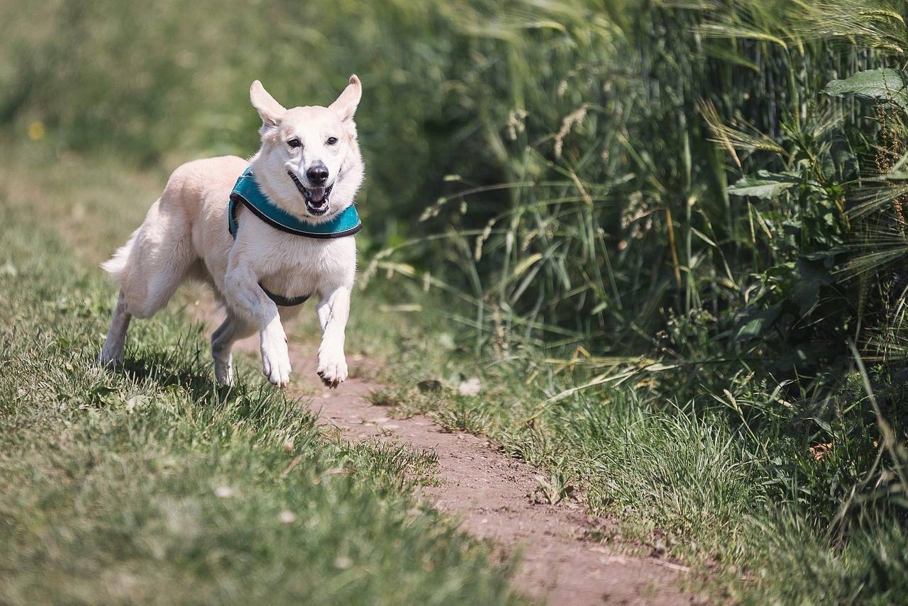 tutor-precisa-ter-responsabilidade-nos-passeios-com-os-pets-pixabay-2_a5ae6d934a3a20ca831b5d411bab4c2a5a18efb3.jpg
