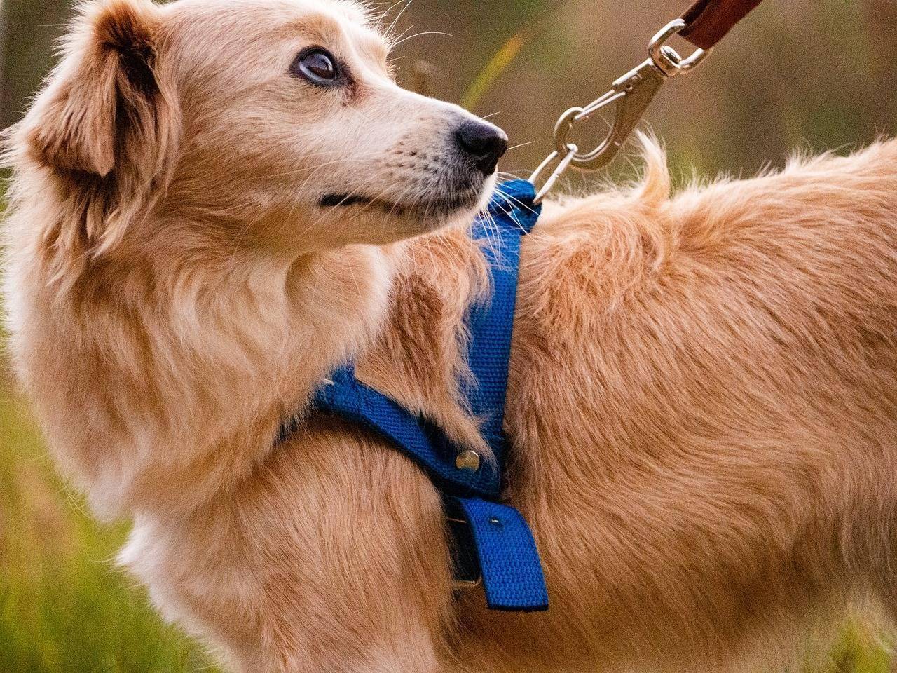 tutor-precisa-ter-responsabilidade-nos-passeios-com-os-pets-pixabay-3_fdcf23d4a0f302d4a24aa85422ced8b2889a36a3.jpg