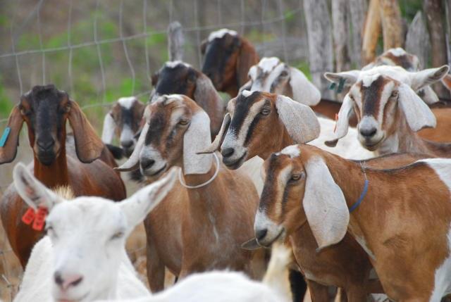Piauí é o terceiro estado com o maior rebanho de caprinos do país