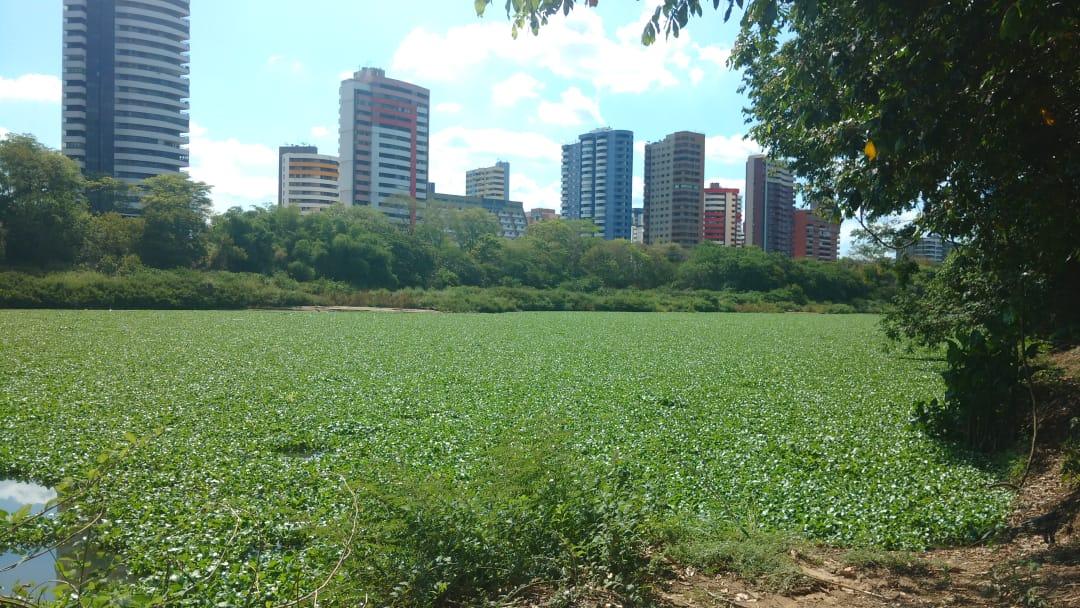 Tapete verde formado por concentração de aguapés cobre espelho d'água do Rio Poti em Teresina