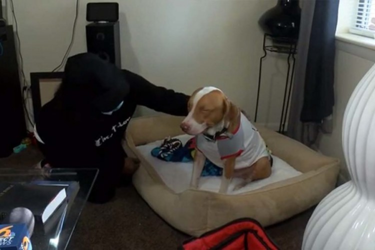 Cachorrinha salva dona nos EUA