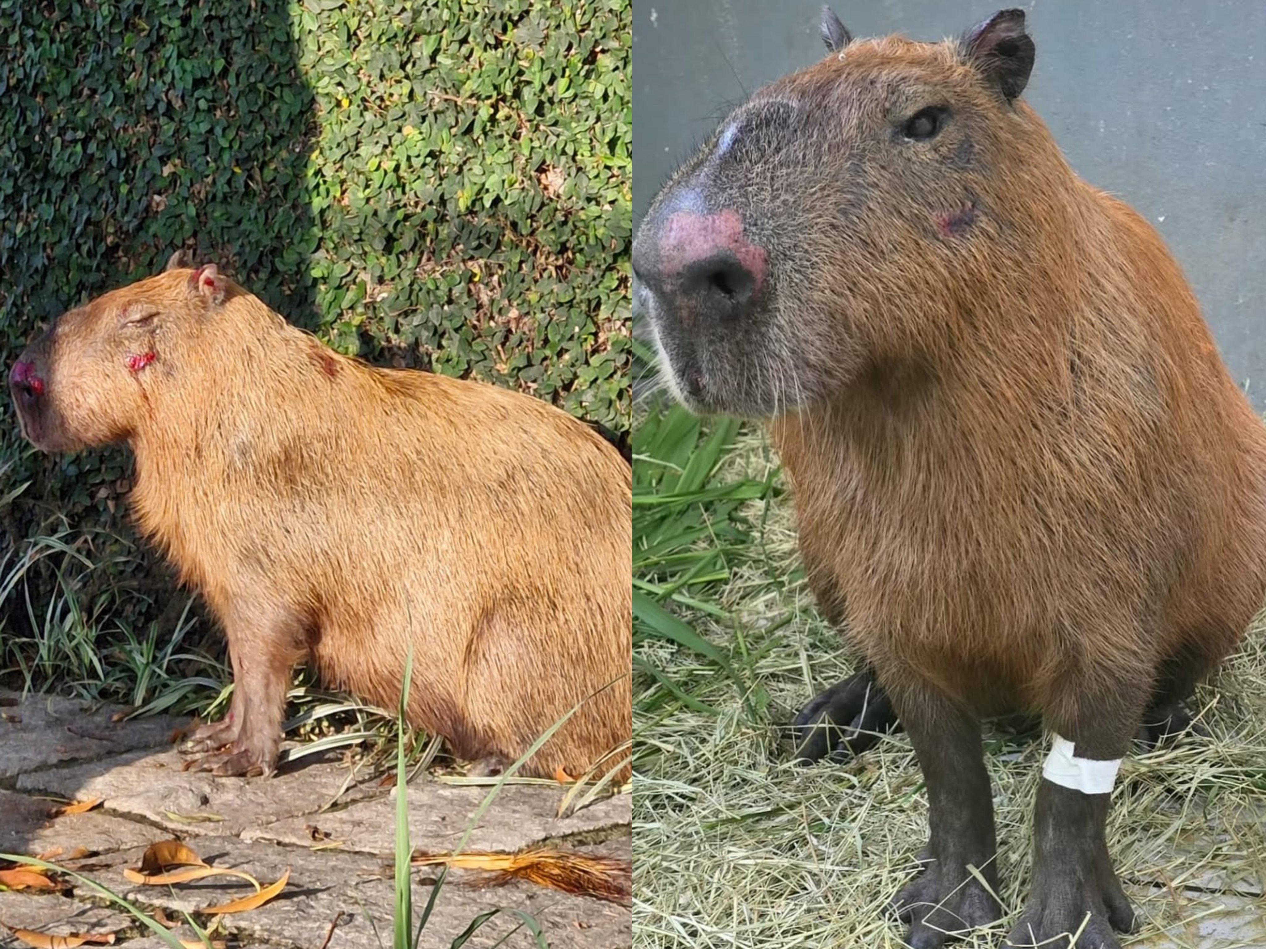 Antes e depois da capivara resgatada