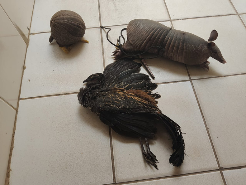 Polícia prende homens suspeitos de caçar animais em extinção