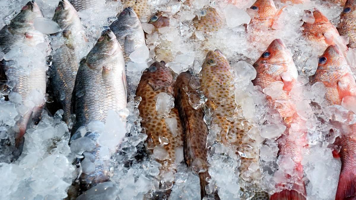Peixe congelado