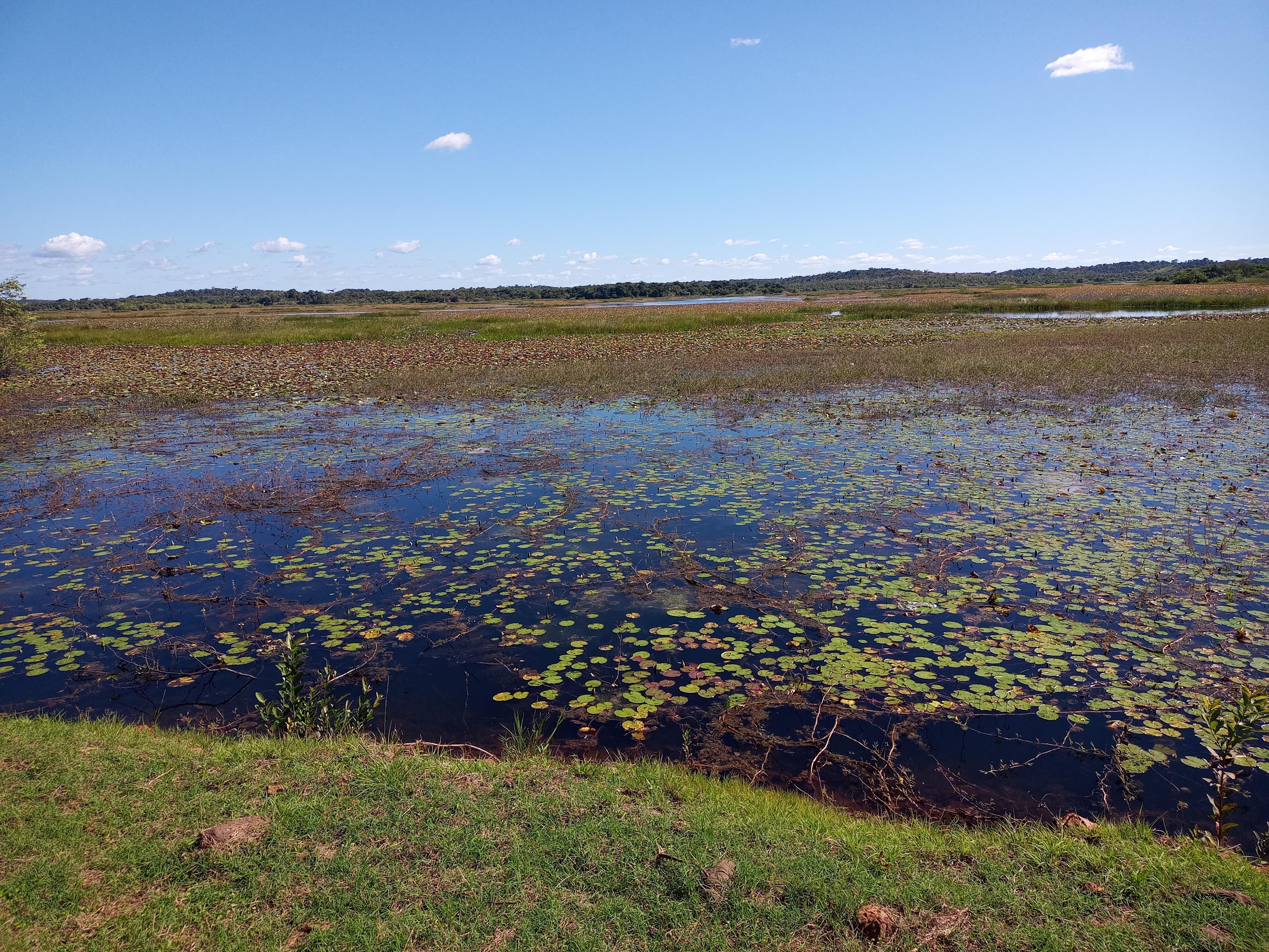 Os aguapés já estão cobrindo boa parte da Lagoa do Cajueiro