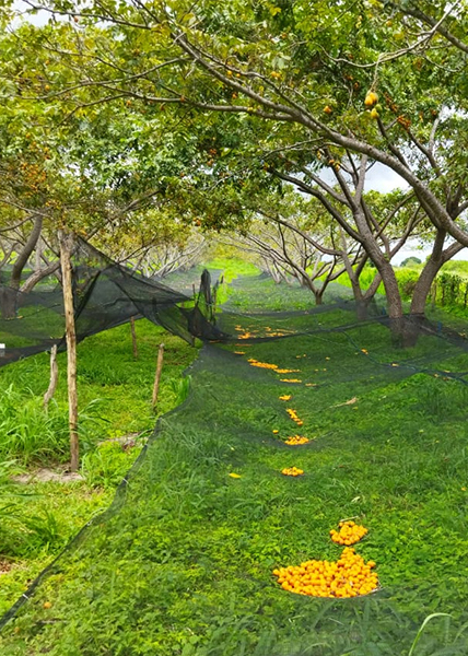 Tecnologia produção de cajá