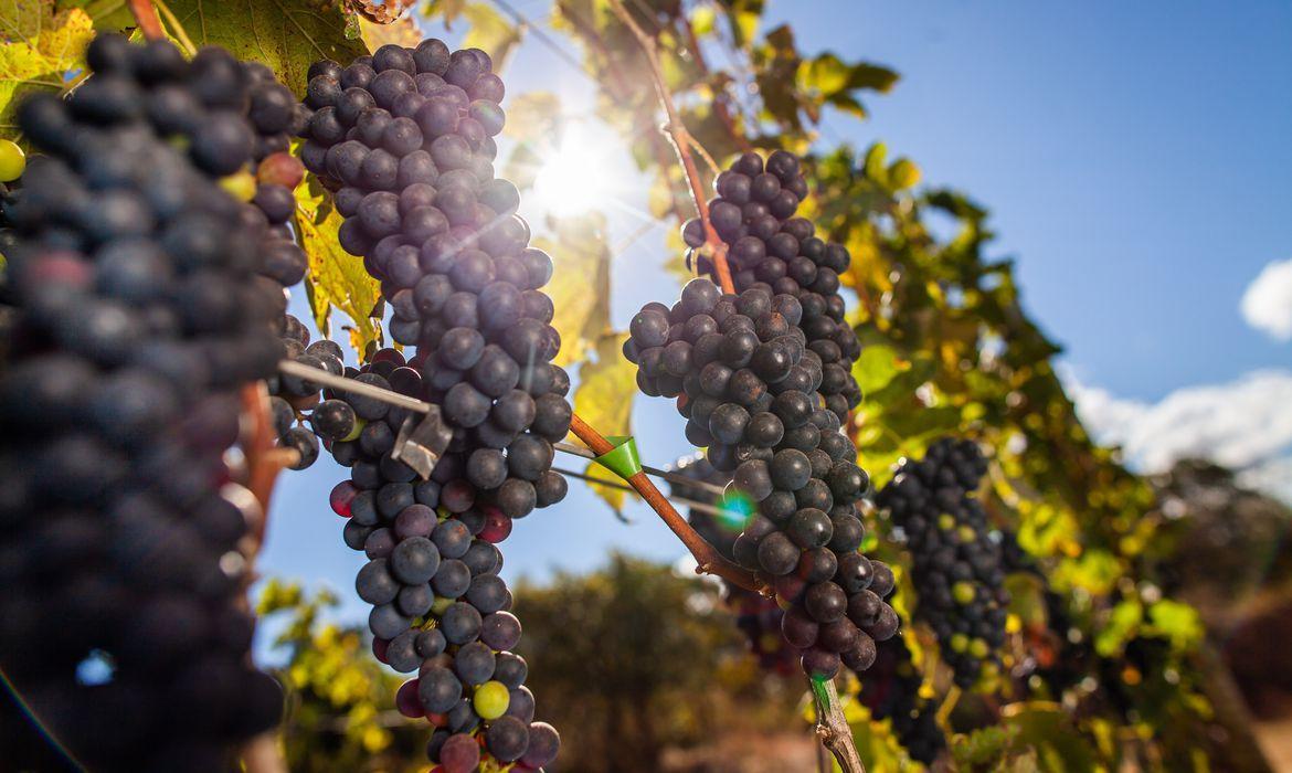 Produção de uvas