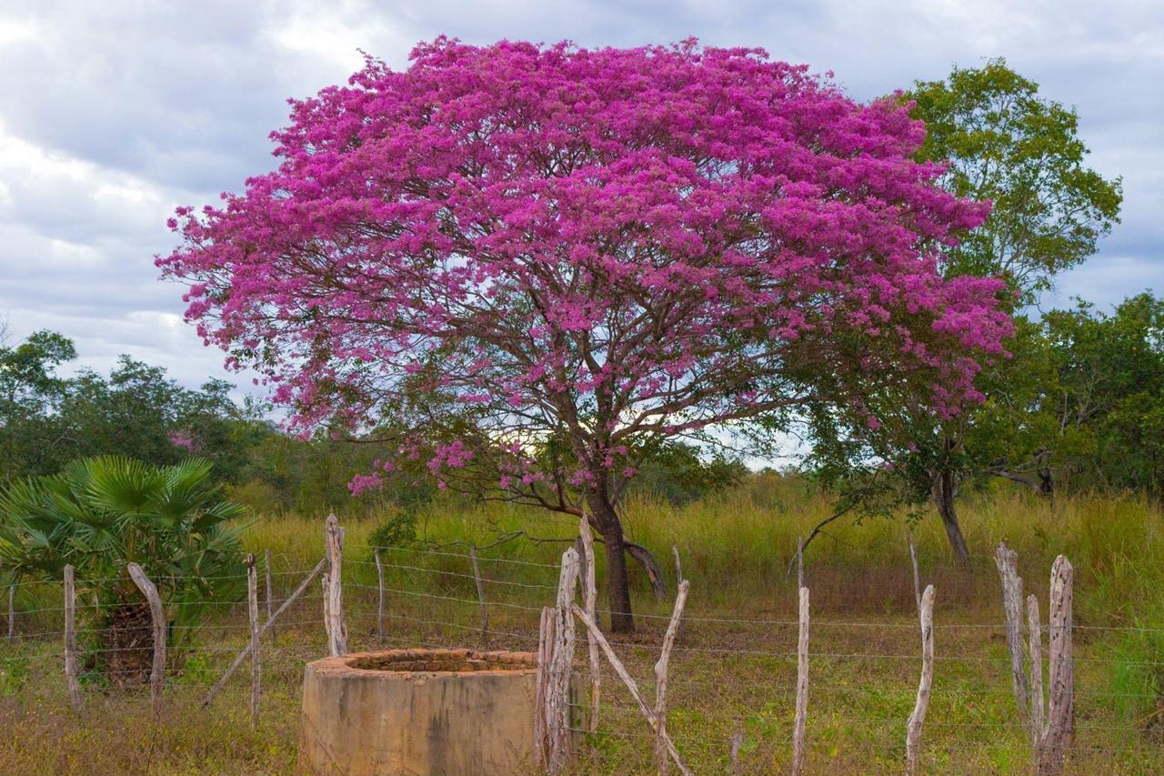 Floradas