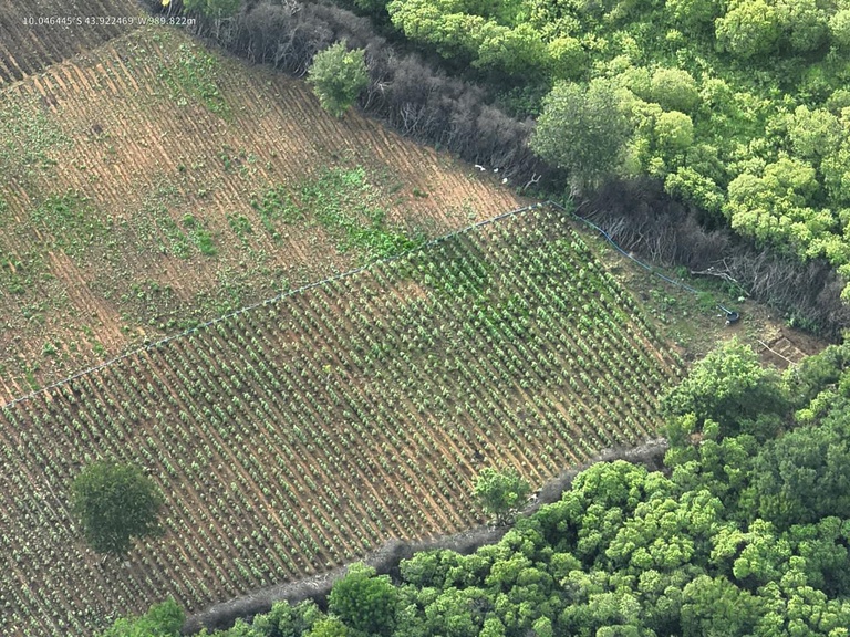 Imagem de drone da plantação de maconha
