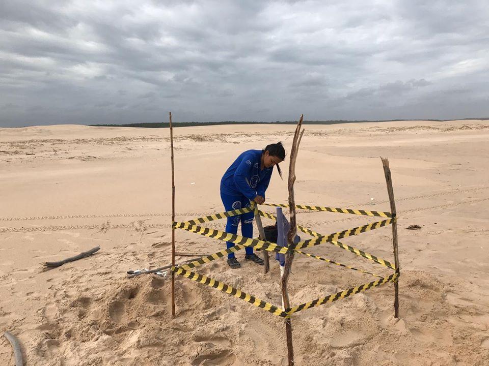 Ninhos de tartarugas marinhas estão sinalizados nas praias de Luís Correia