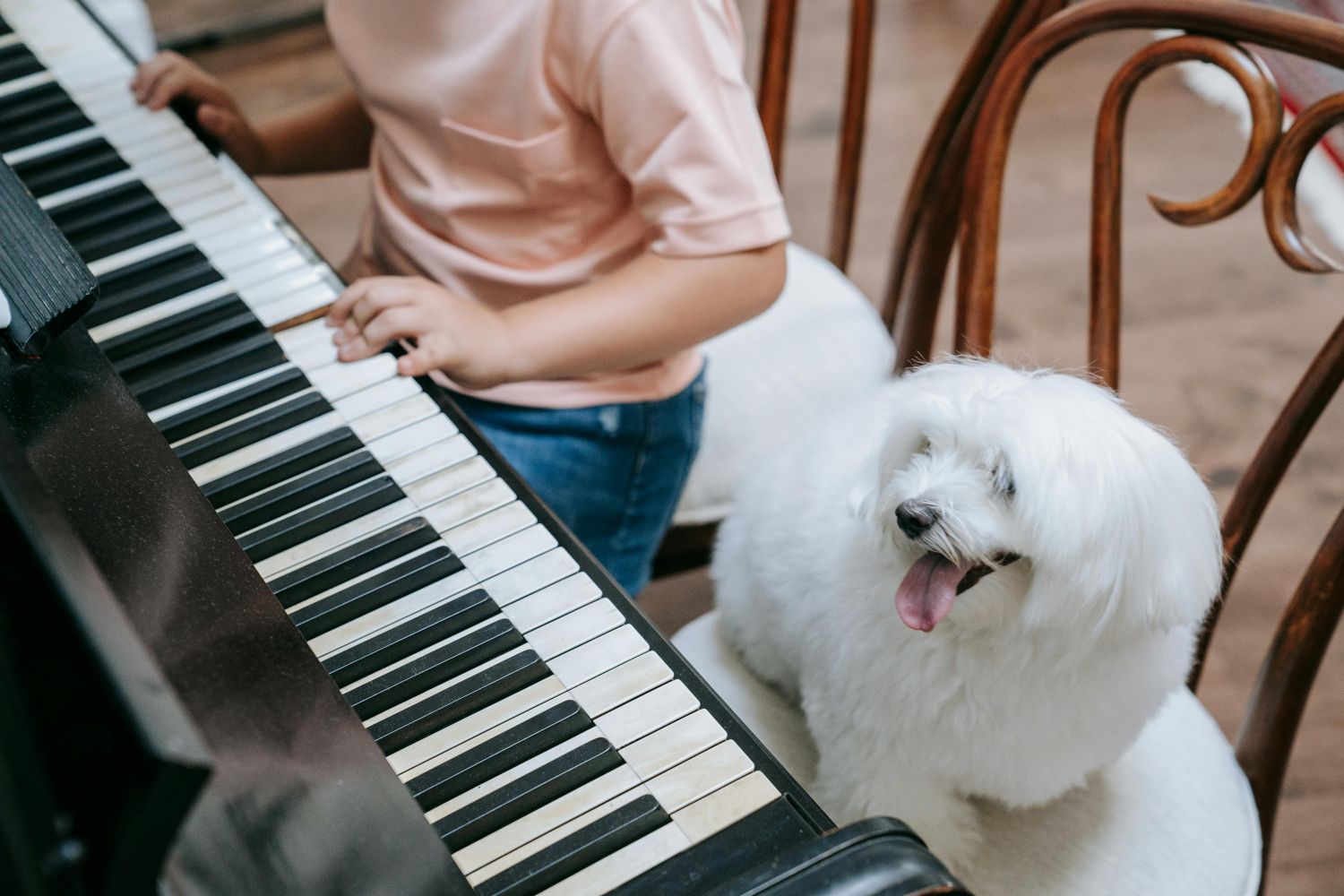 A música certa pode mudar a vida do seu pet