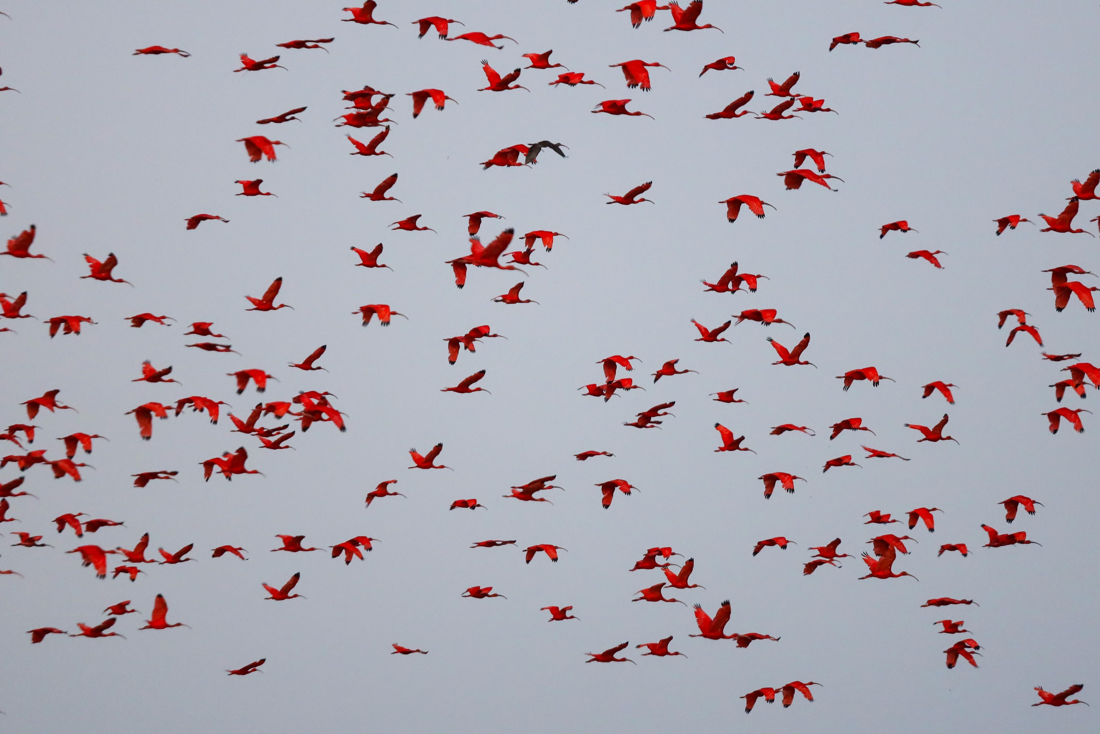 Revoada dos guarás no Delta do Parnaíba