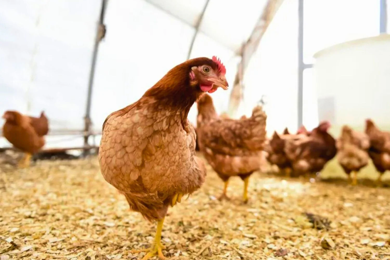 Casos envolvem principalmente a criação de porcos, galinhas e outros animais