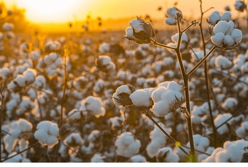 Algodão