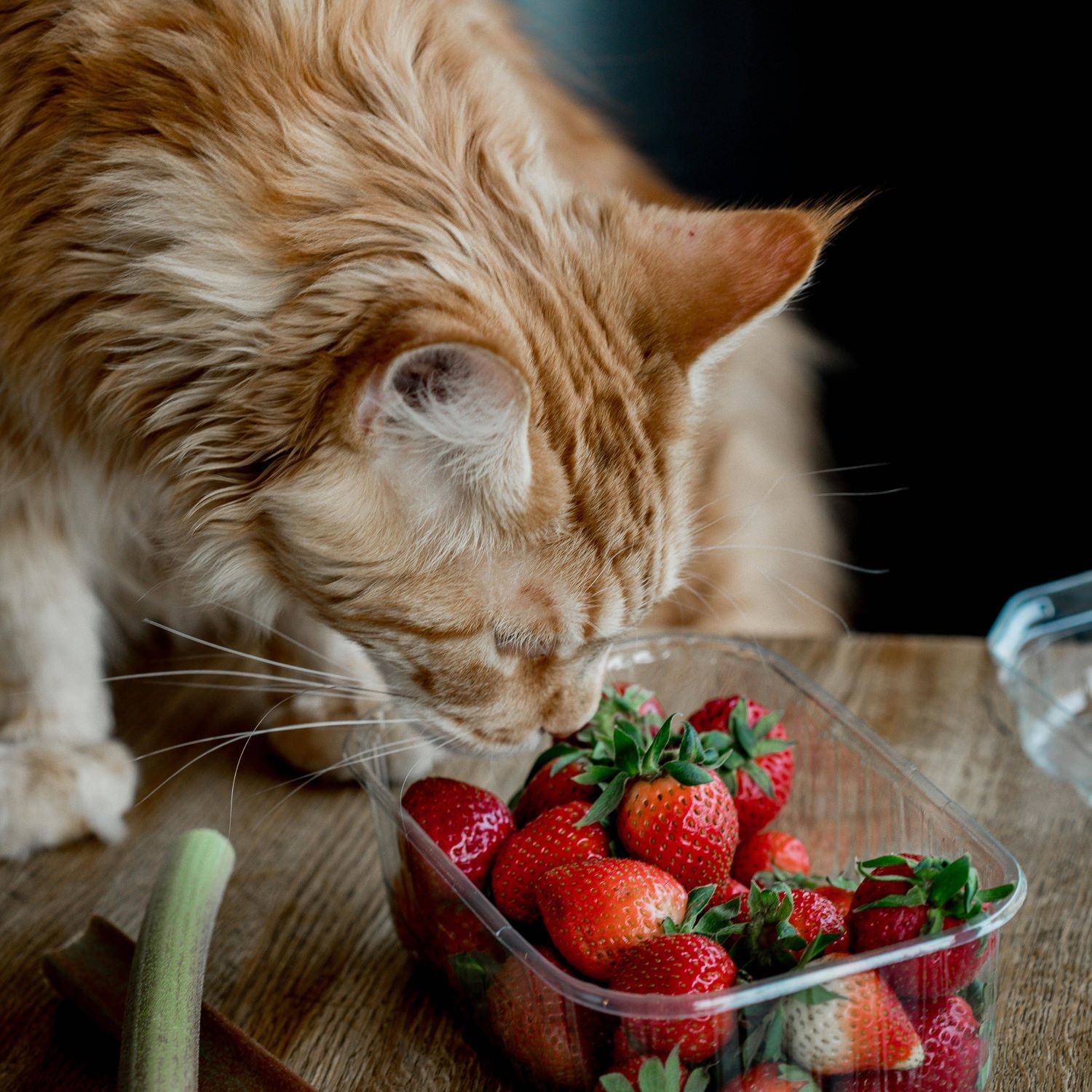 Alternativas naturais ganham espaço na alimentação dos pets